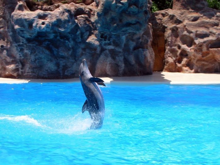 swimming with dolphins