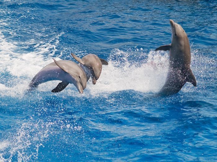 swimming with dolphins