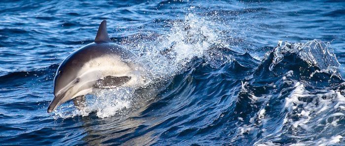 swimming with dolphins