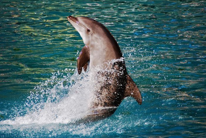 swimming with dolphins