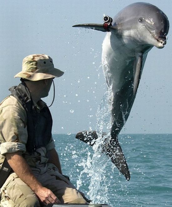 swimming with dolphins