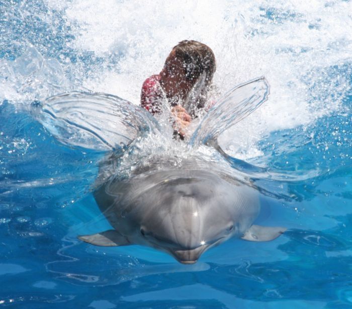 swimming with dolphins