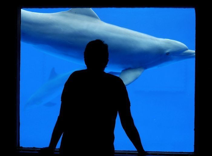 swimming with dolphins