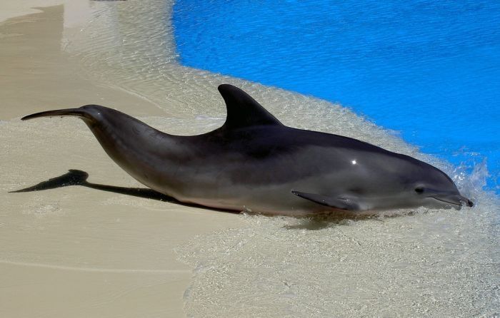 swimming with dolphins