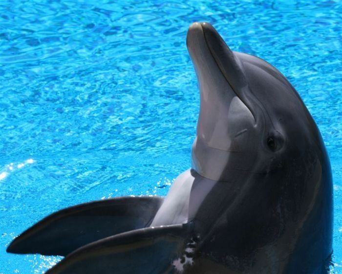 swimming with dolphins