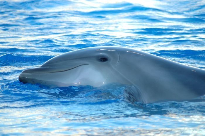 swimming with dolphins