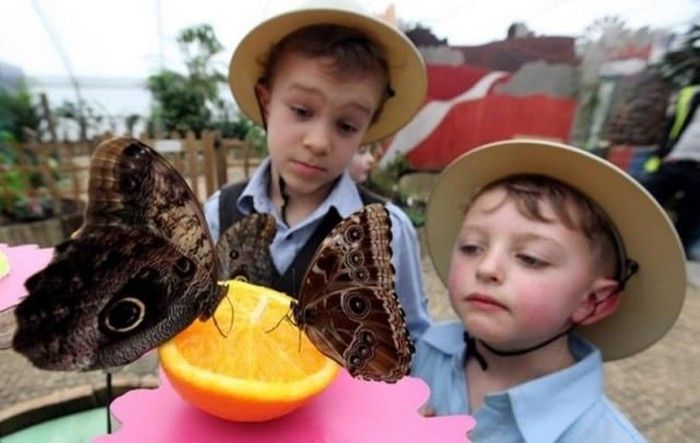 exhibition of butterflies