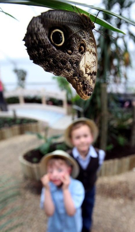 exhibition of butterflies