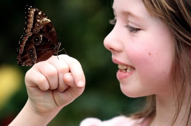 exhibition of butterflies