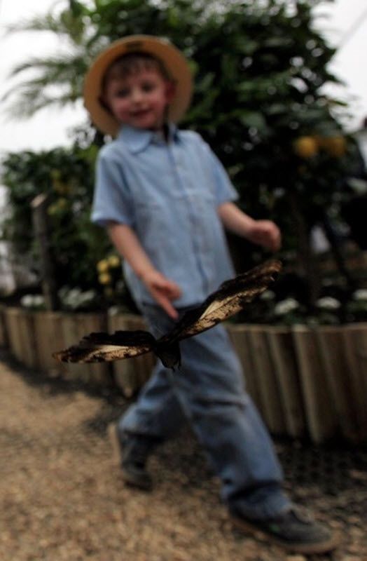 exhibition of butterflies