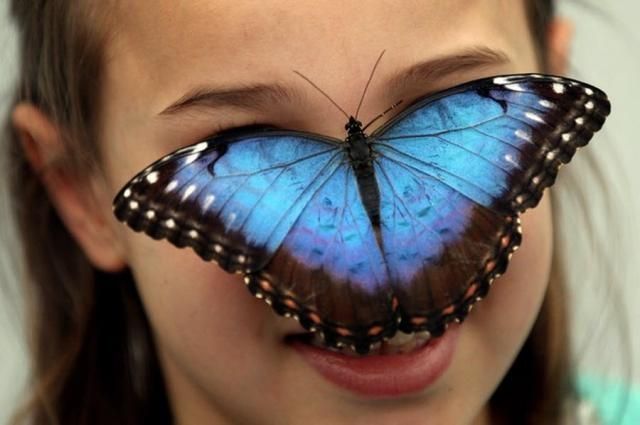 exhibition of butterflies