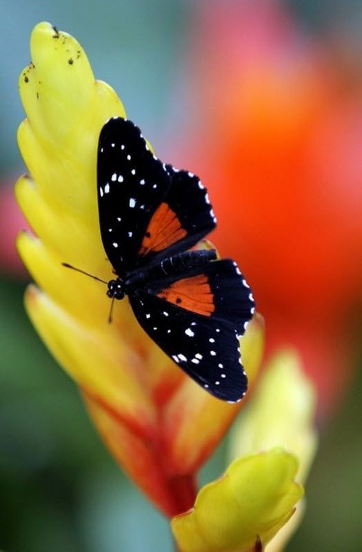 exhibition of butterflies