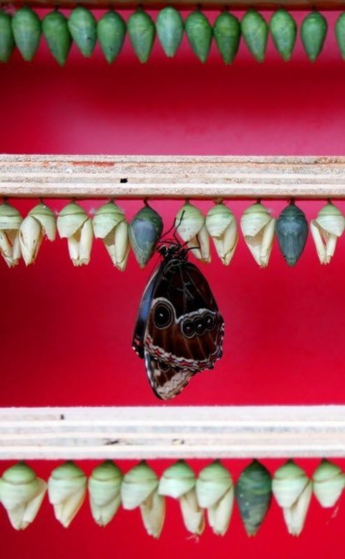 exhibition of butterflies