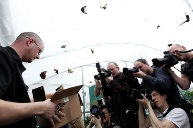 exhibition of butterflies