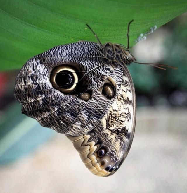 exhibition of butterflies