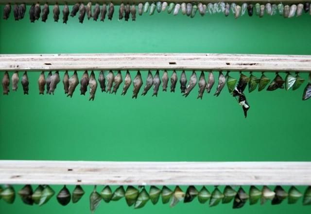 exhibition of butterflies