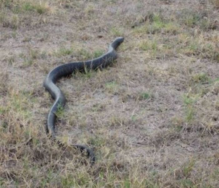 snake ate another smaller snake