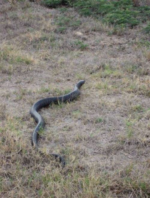 snake ate another smaller snake