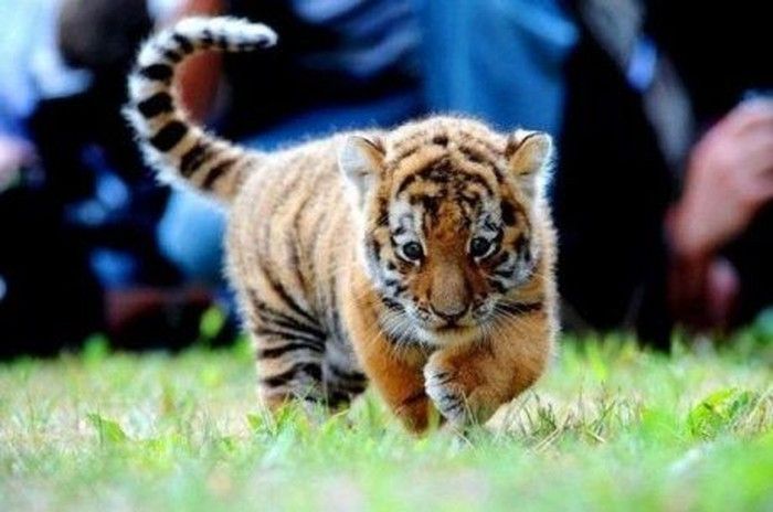 small tiger