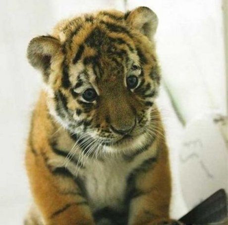 small tiger