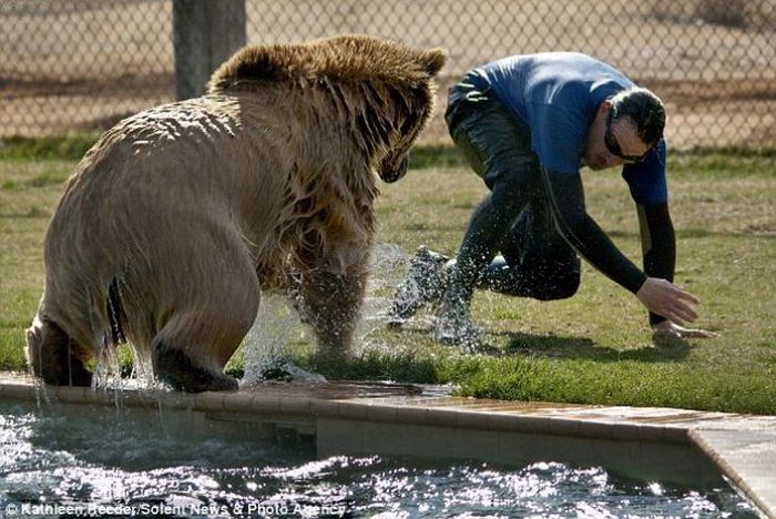 Playing with grizzly cubs, Out of Africa Wildlife Park in Arizona, United States