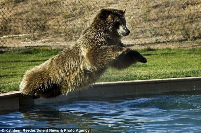 Playing with grizzly cubs, Out of Africa Wildlife Park in Arizona, United States