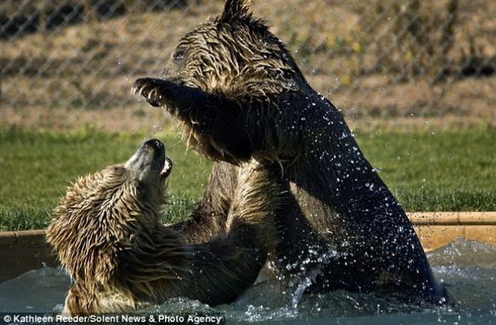 Playing with grizzly cubs, Out of Africa Wildlife Park in Arizona, United States