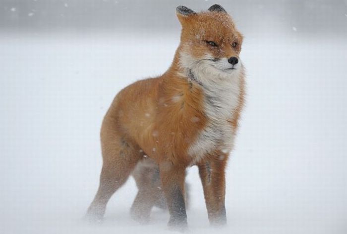 fox in a snowstorm