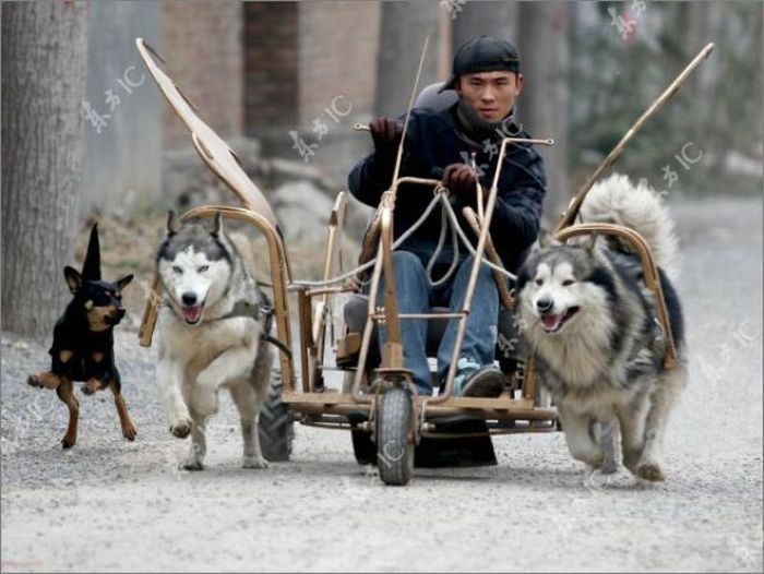 Huskies powered sleds, China