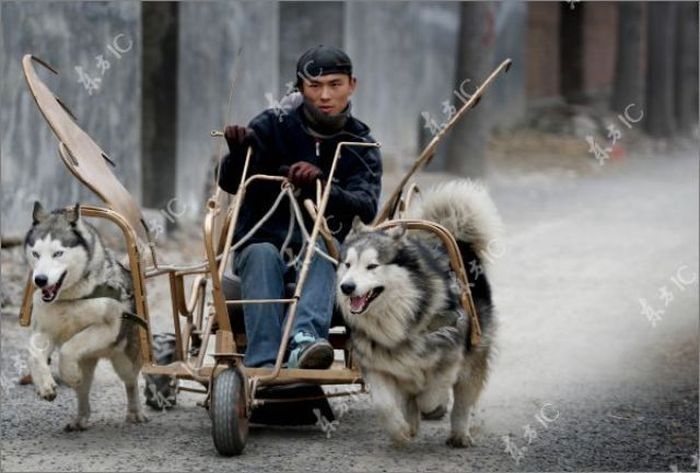 Huskies powered sleds, China