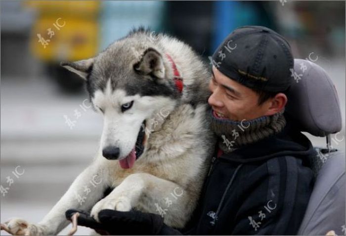 Huskies powered sleds, China