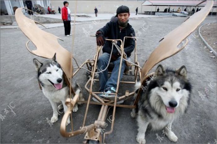 Huskies powered sleds, China