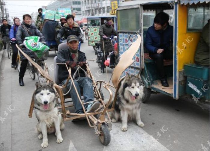 Huskies powered sleds, China