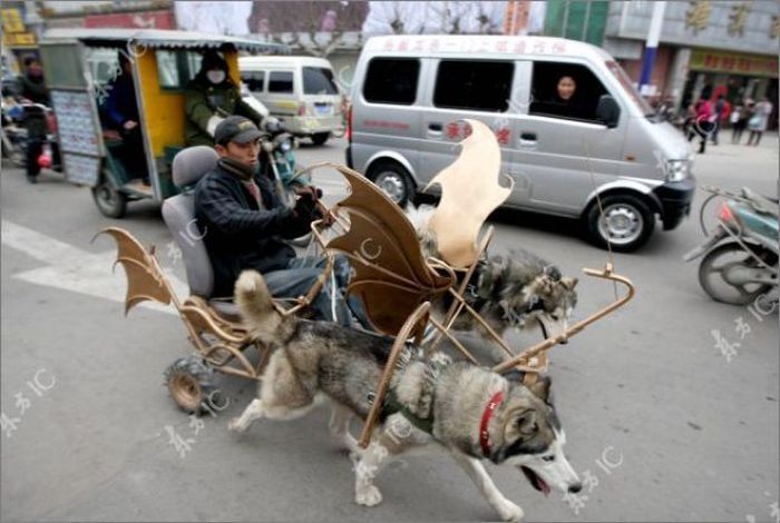 Huskies powered sleds, China