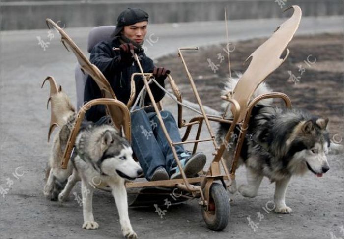 Huskies powered sleds, China