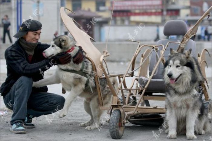 Huskies powered sleds, China