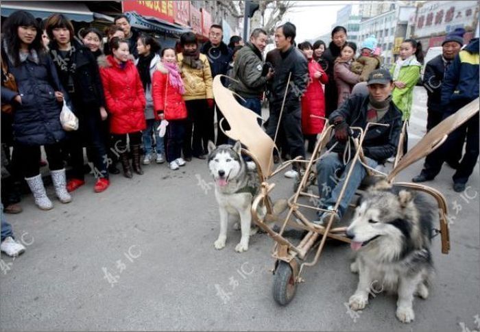 Huskies powered sleds, China
