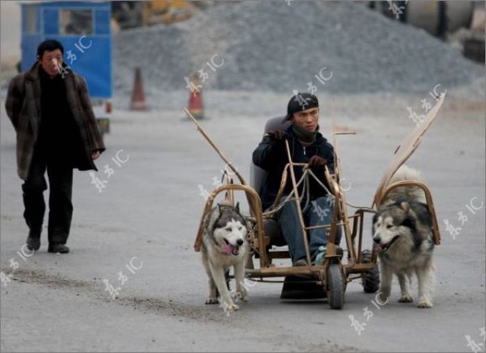 Huskies powered sleds, China