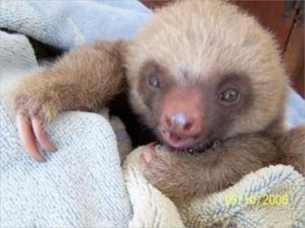 cute baby pet animal