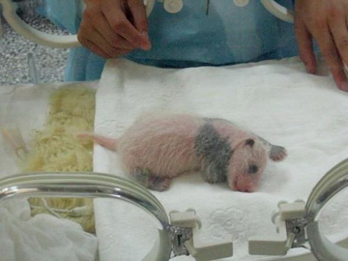 cute baby pet animal