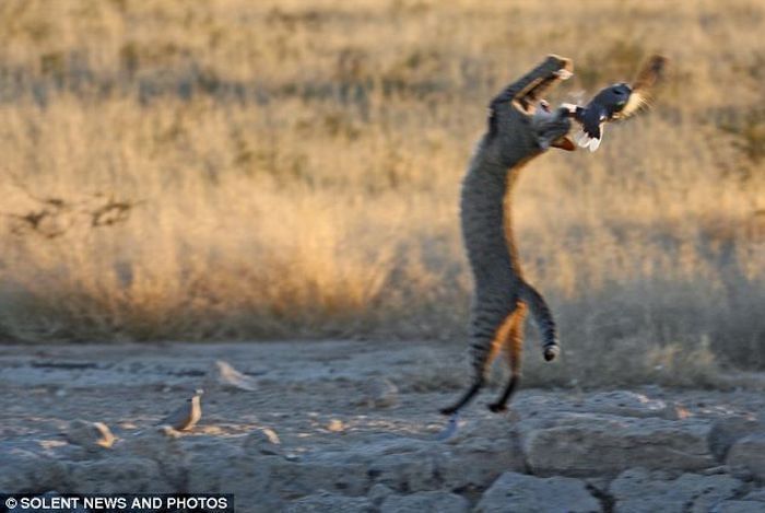 Wildcat against dove, Kgalagadi Transfrontier Park