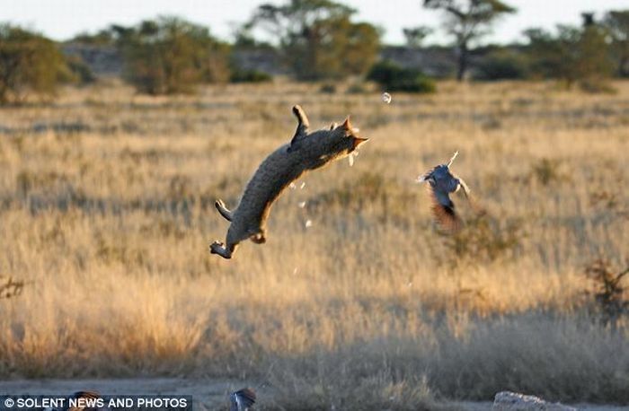 Wildcat against dove, Kgalagadi Transfrontier Park