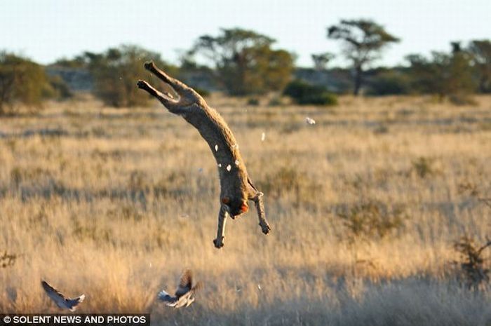 Wildcat against dove, Kgalagadi Transfrontier Park