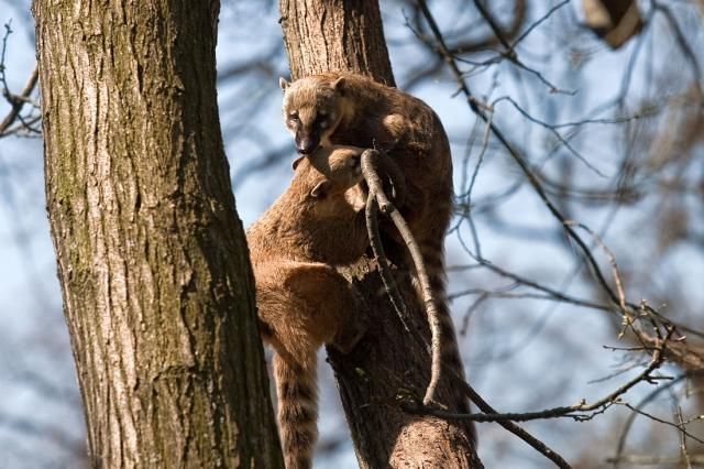 life of animals in zoo