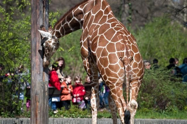 life of animals in zoo