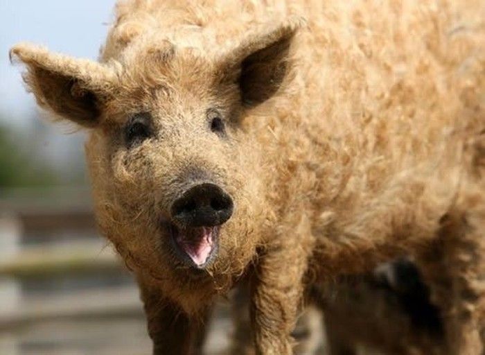 mangalitza curly hair pig