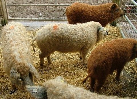 mangalitza curly hair pig