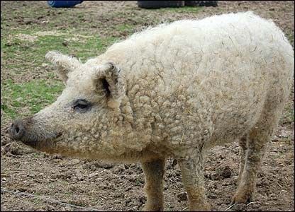 mangalitza curly hair pig