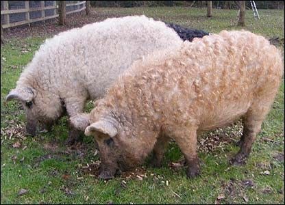 mangalitza curly hair pig