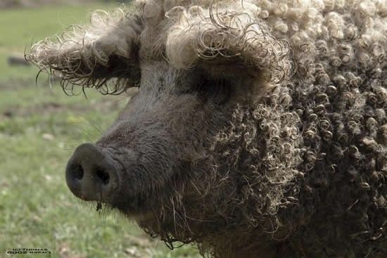 mangalitza curly hair pig